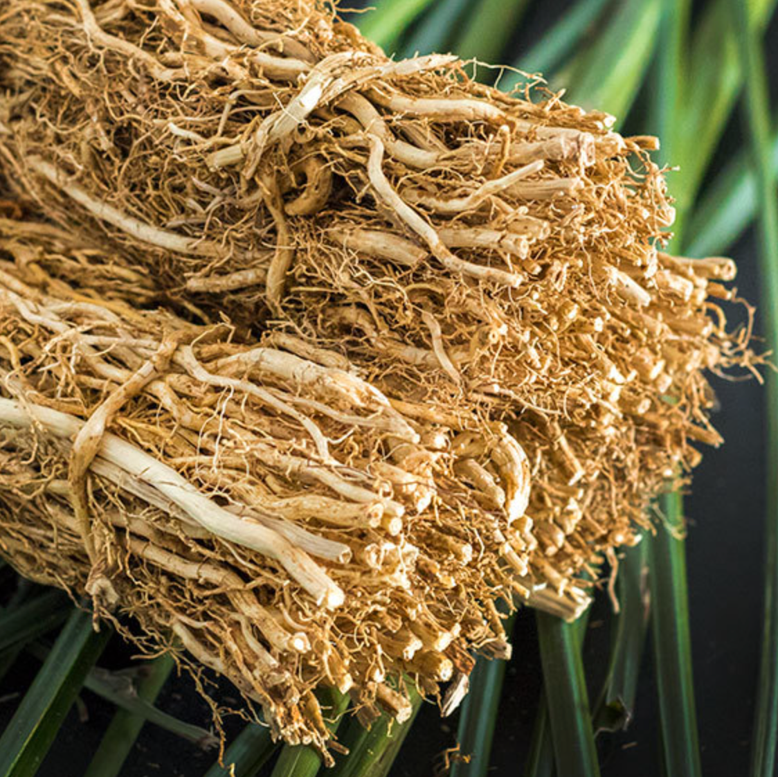 Vetiver