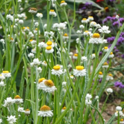 Winged Everlasting