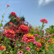 Salmon Zinnia Mix 6 pack