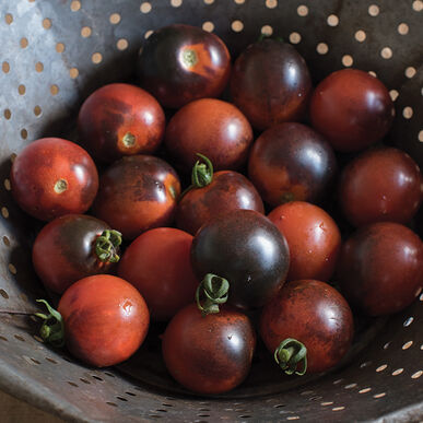 Indigo Cherry Drop Tomato