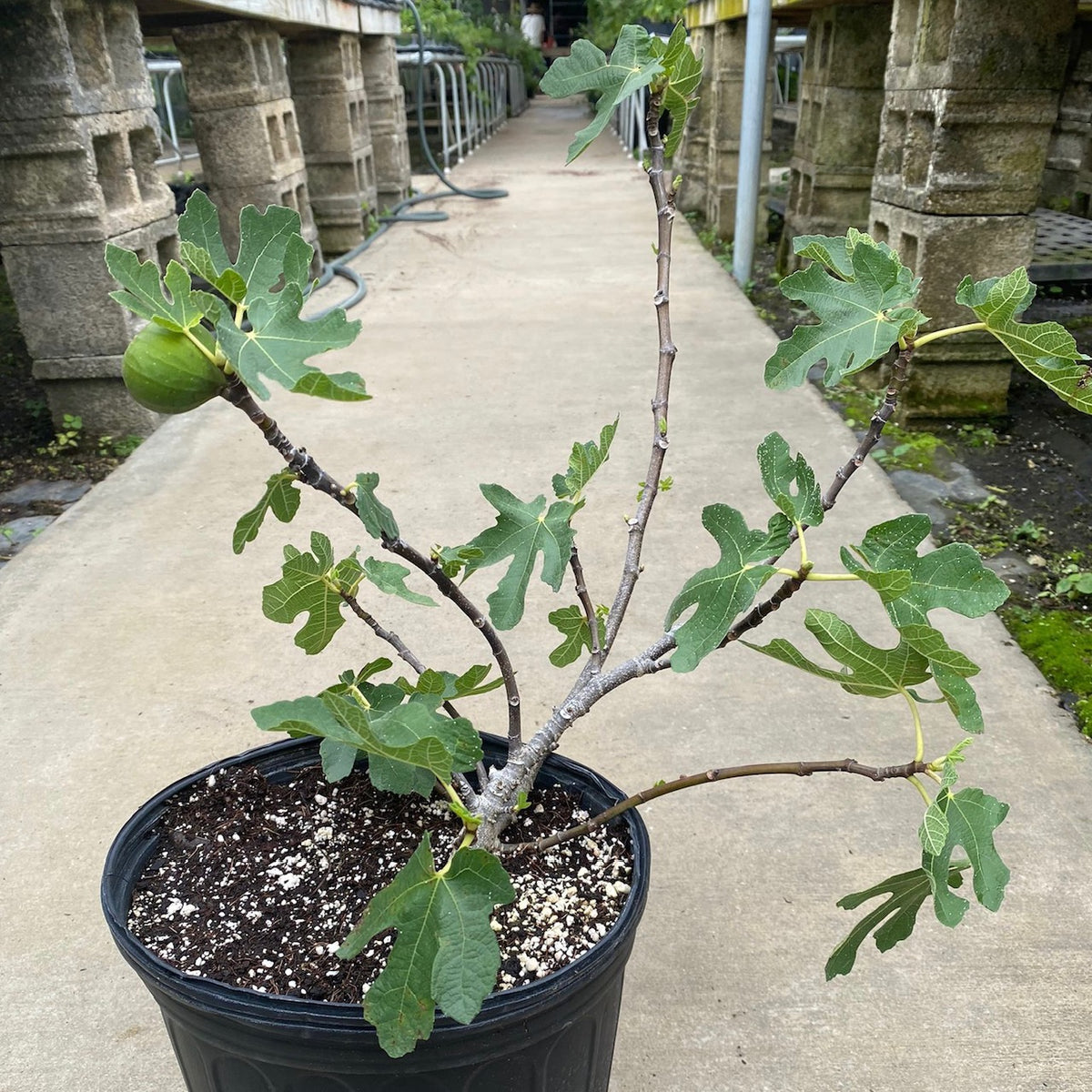 Brown Turkey Fig Tree