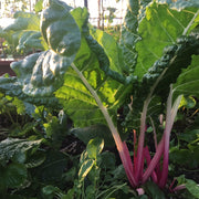 Peppermint Swiss Chard
