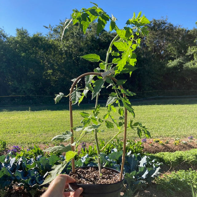 Sungold Cherry Tomatoes