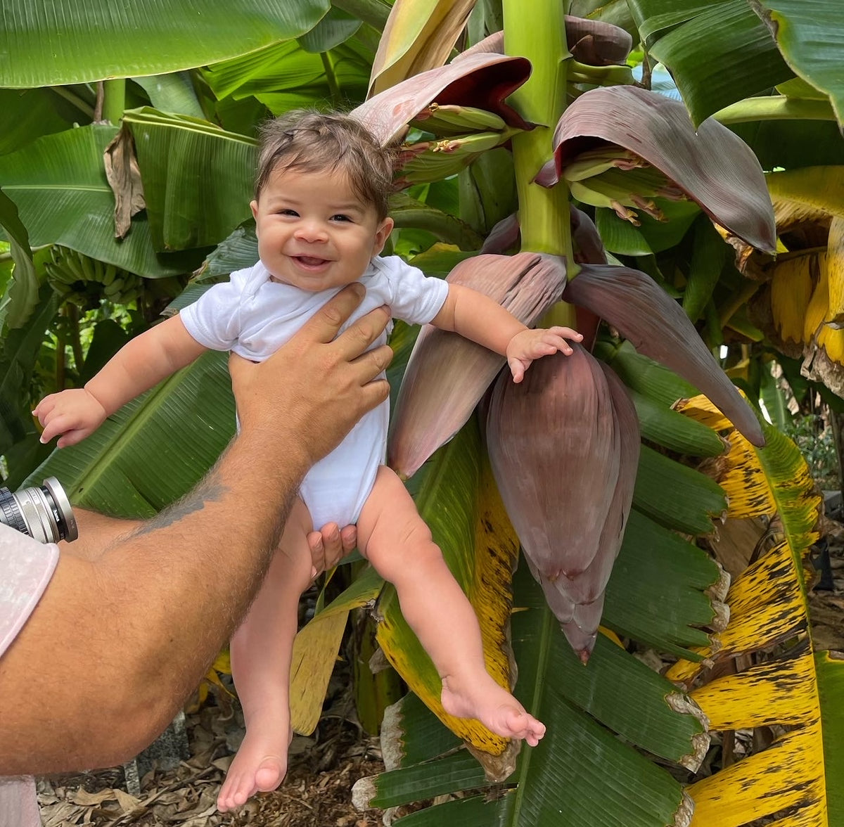 Banana Plant - assorted varieties