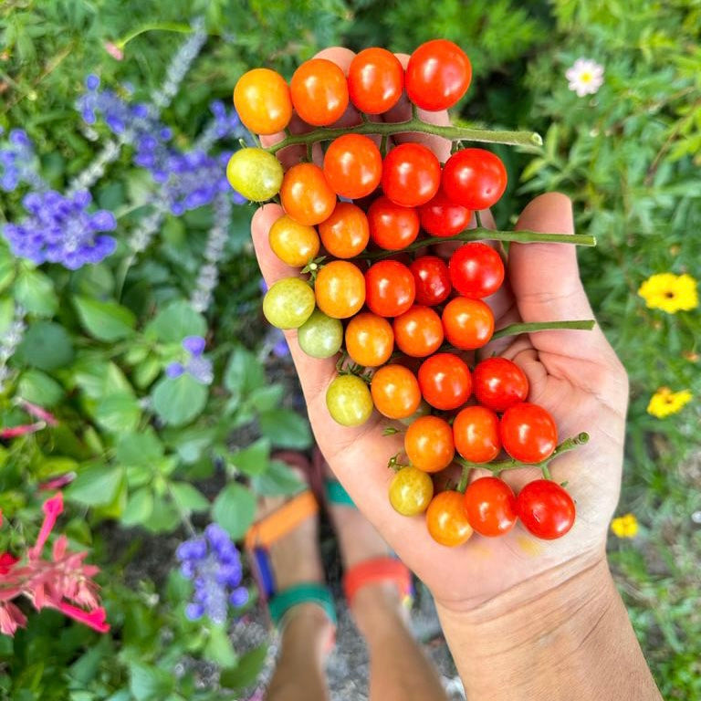 Tidy Treats Cherry Tomato