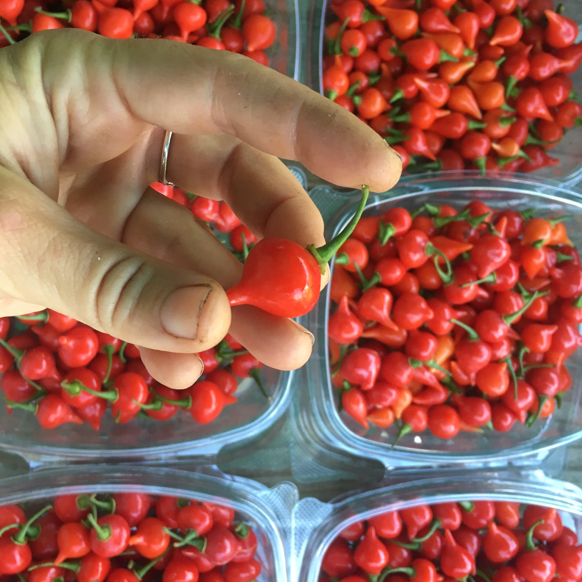 Red Biquinho Pepper