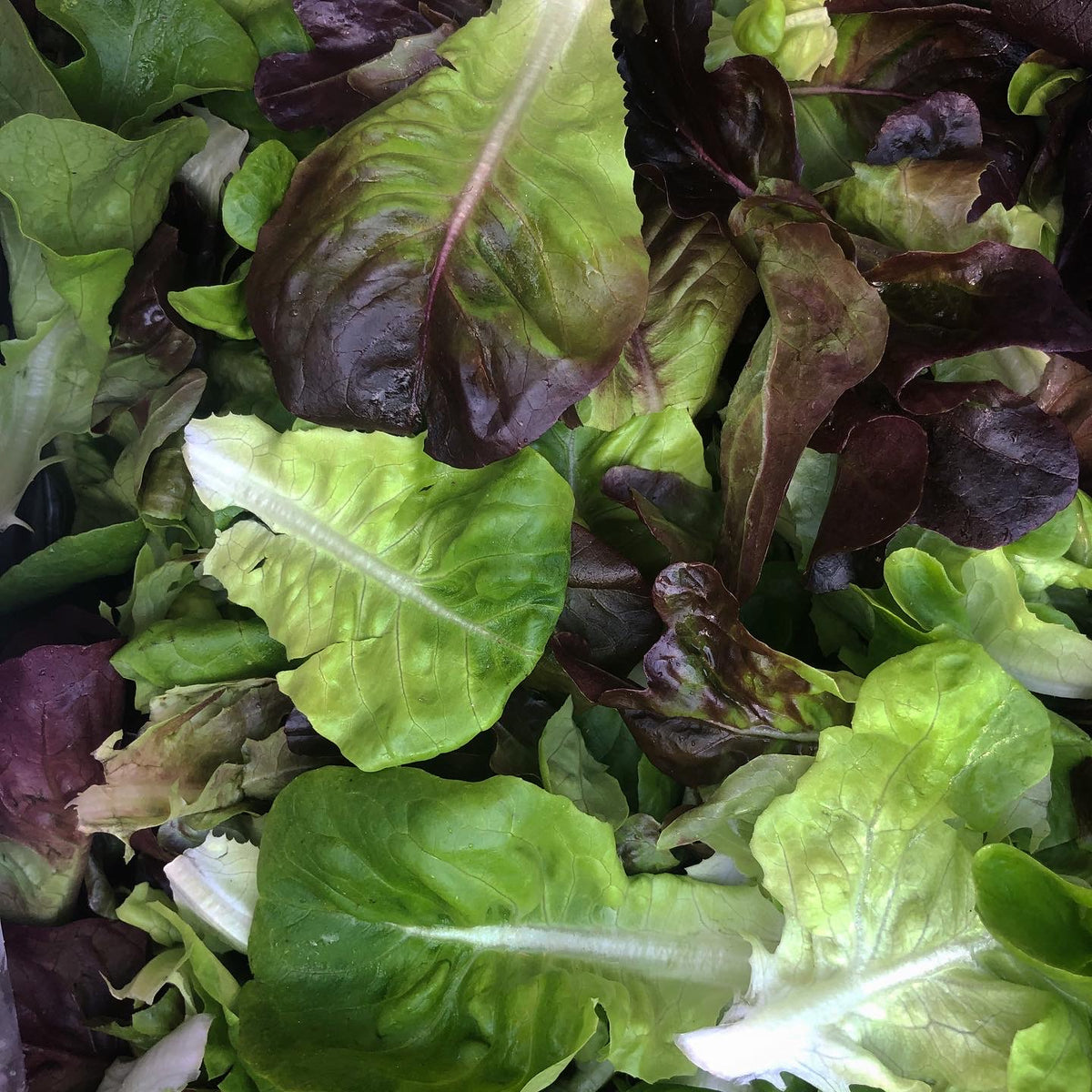 Red Butter Salanova Lettuce