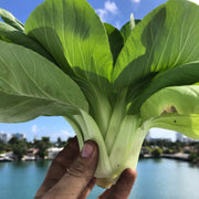 Li Ren Baby Bok Choi