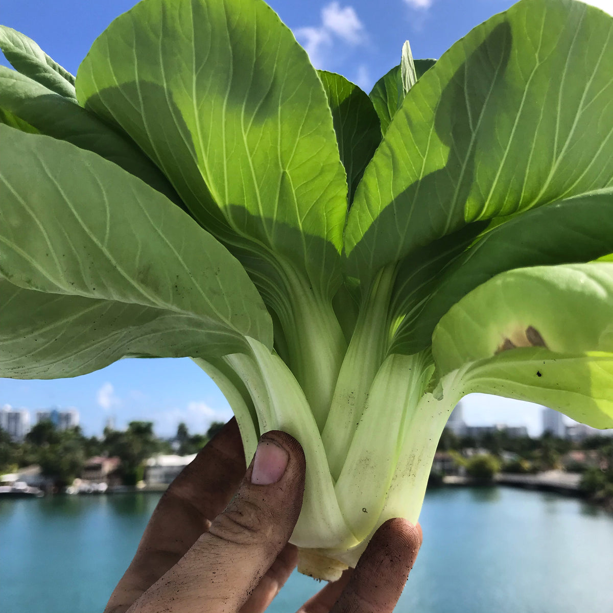 Li Ren Baby Bok Choi