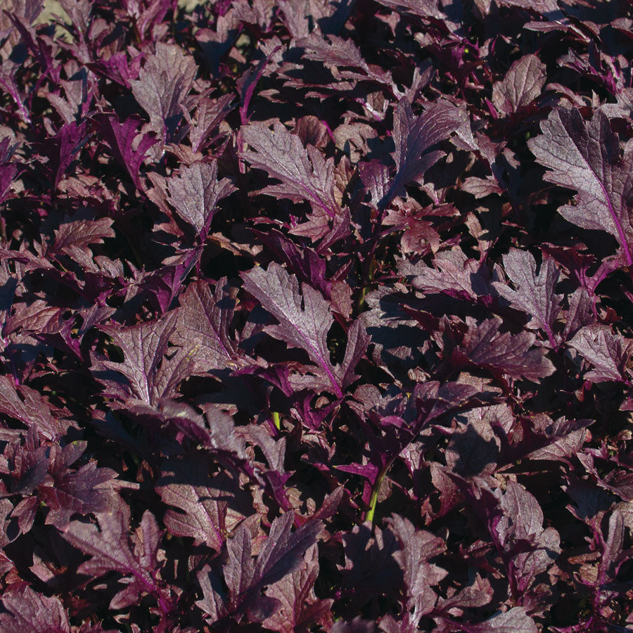 Miz America Purple Mustard Seed Packet