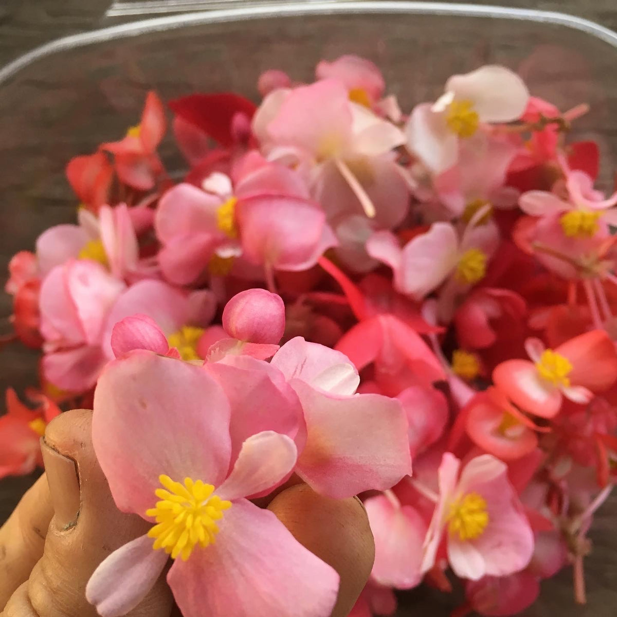 Begonias