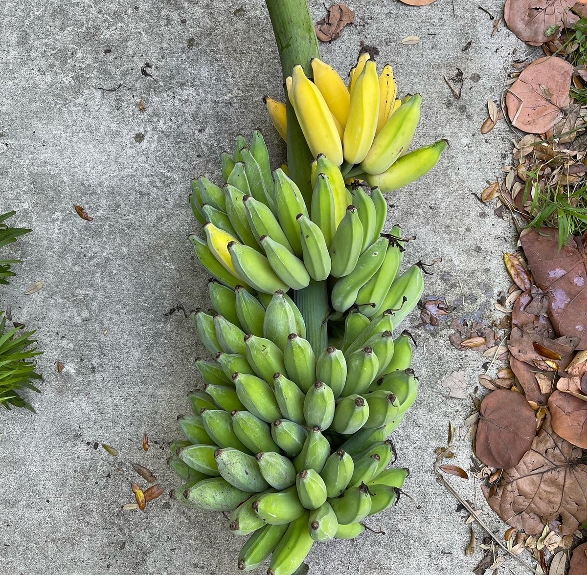 Banana Plant - assorted varieties