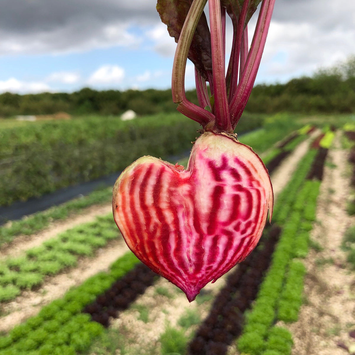 Chioggia Beet Seed Packet