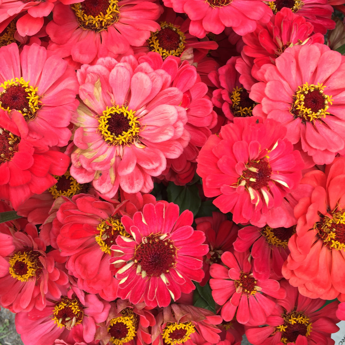 Oklahoma Salmon Zinnia Seed Packet