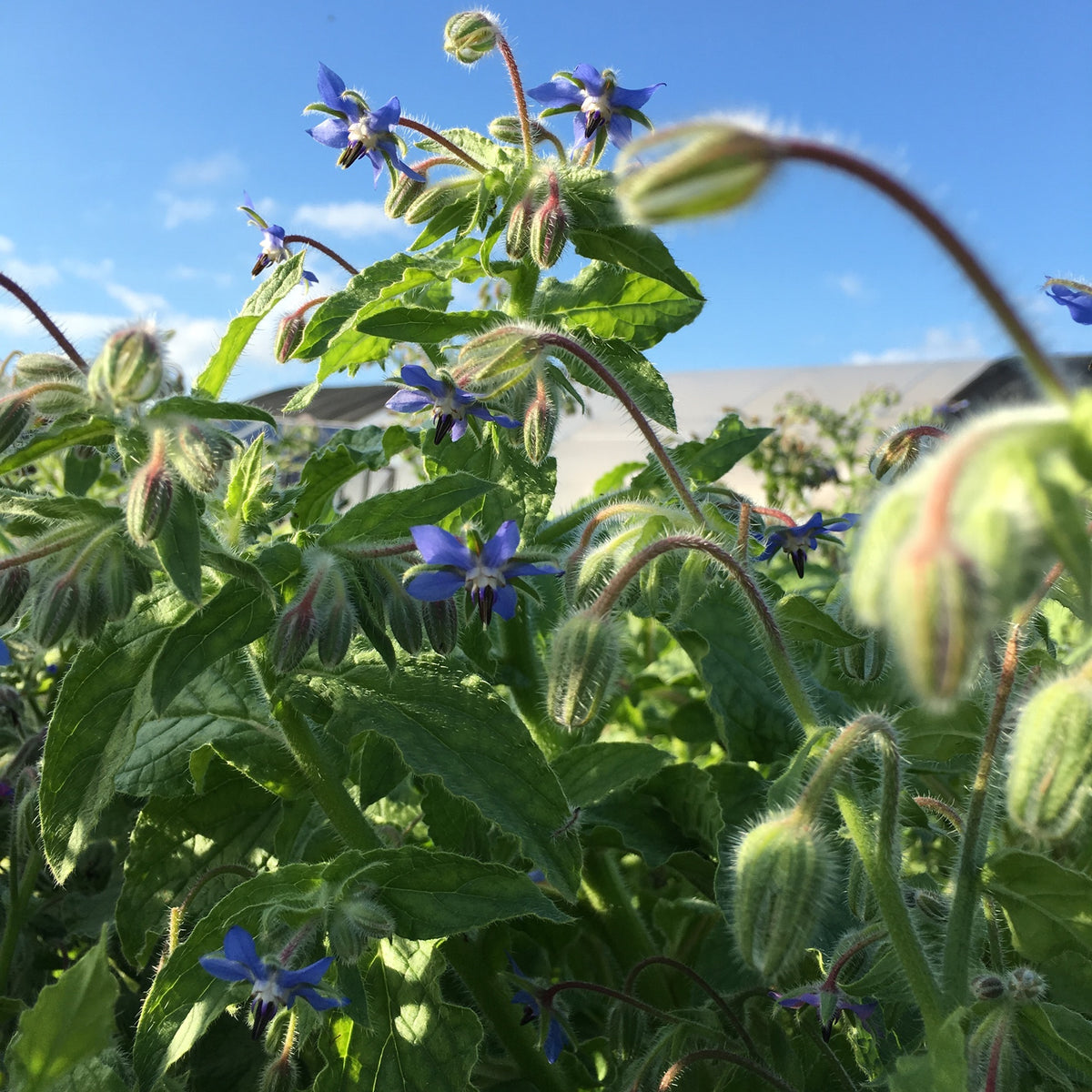 Blue Borage seed packet