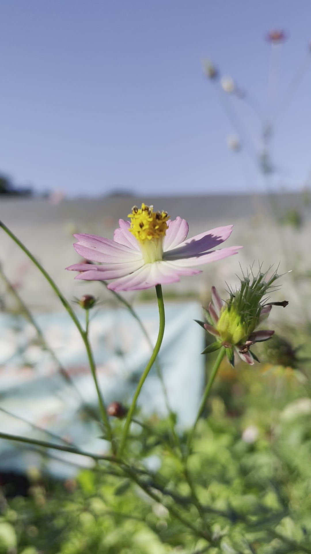 Load video: WILD COSMO (COSMO CAUDATUS) 30 SEEDS no