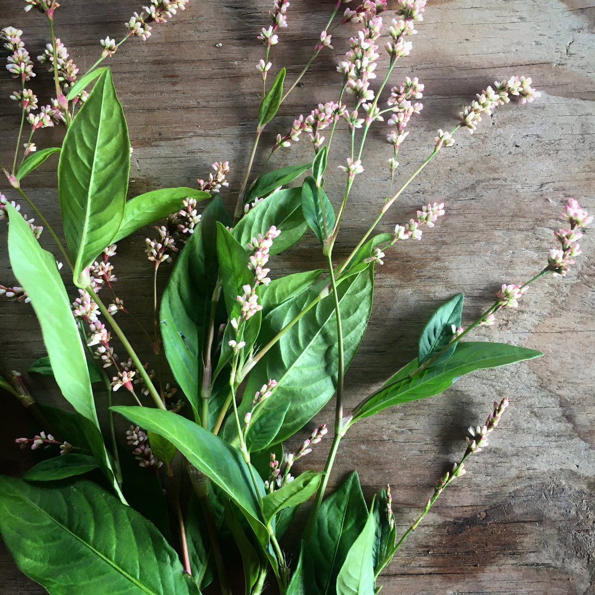 Japanese Indigo (Polygonum tinctorium) 100 seeds