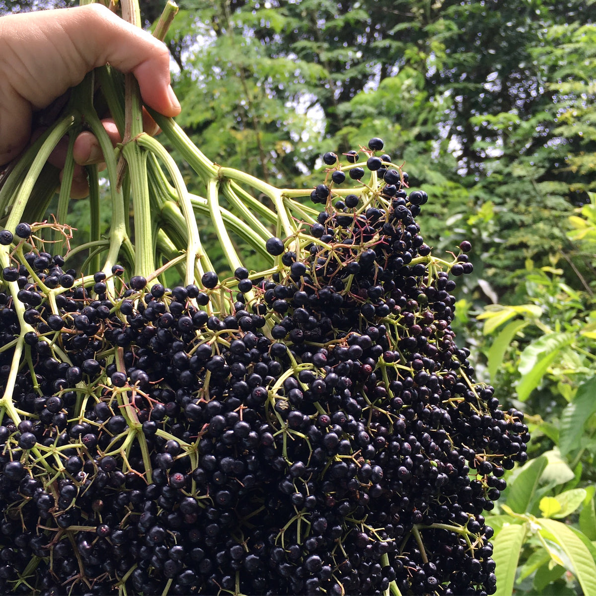 American Elderberry Tree