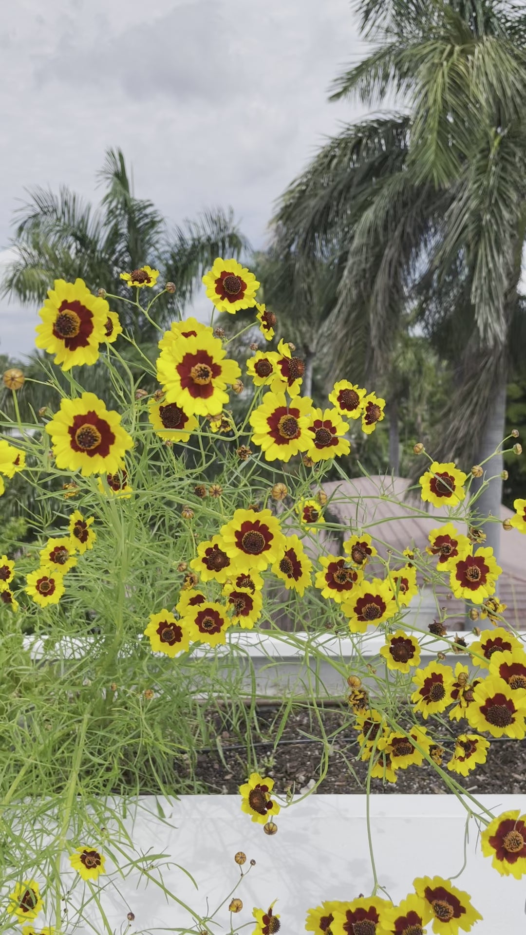 Load video: COREOPSIS SEEDS (COREOPSIS TINCTORIA) 50 SEEDS