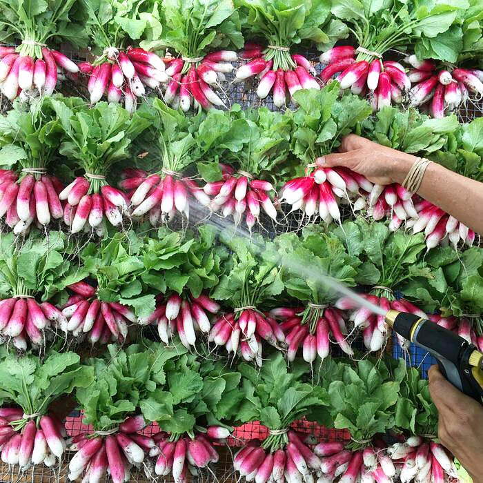 French Breakfast Radish Seed Packet