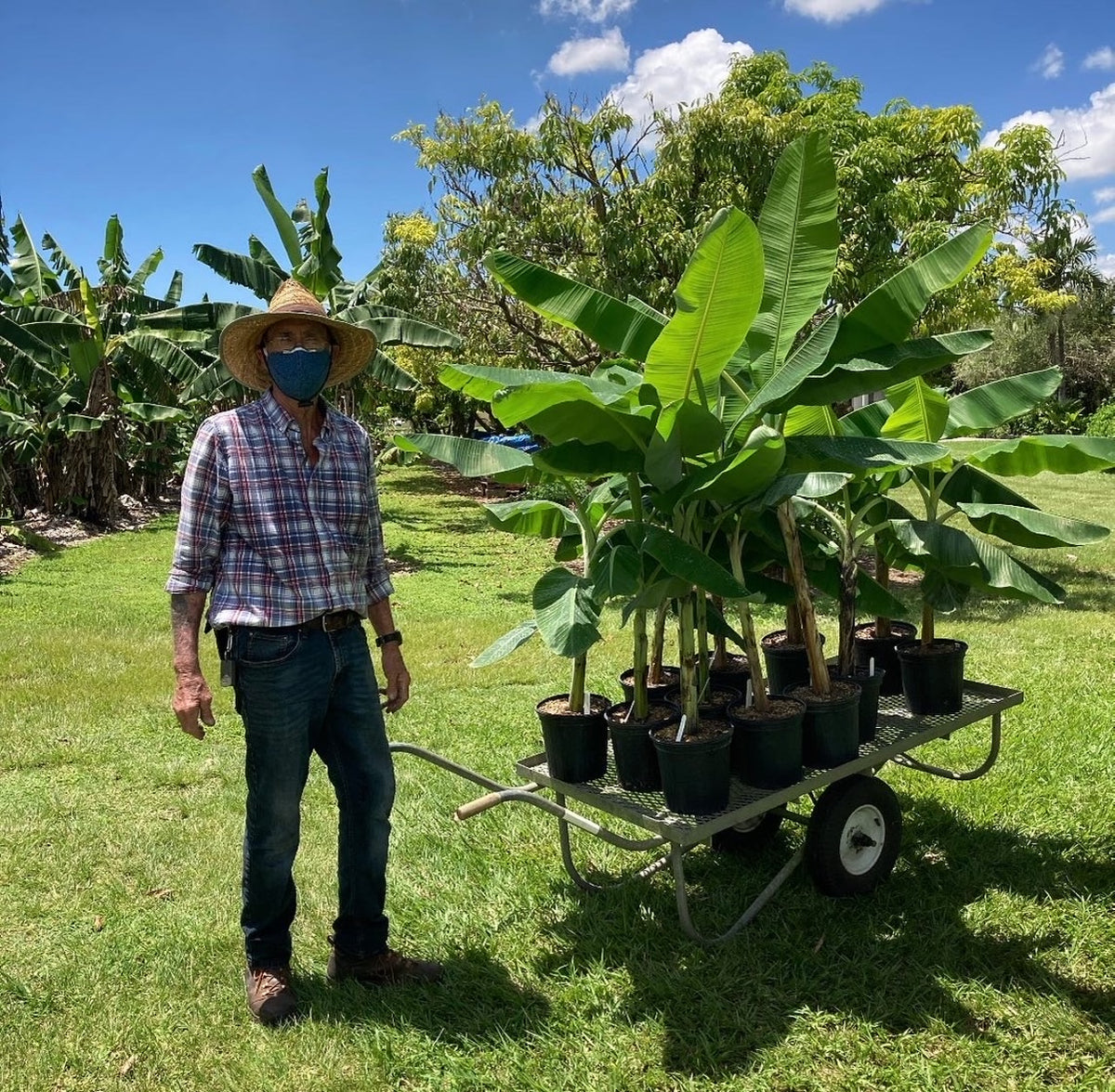 Banana Plant - assorted varieties