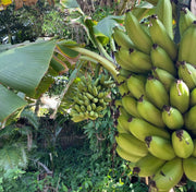 Banana Plant - assorted varieties