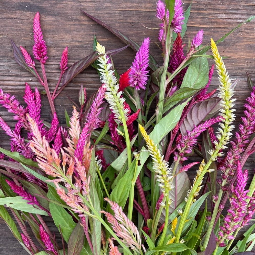 Pampas Plume Celosia