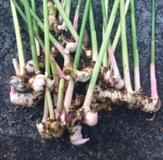Galangal