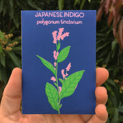 Japanese Indigo (Polygonum tinctorium) 100 seeds