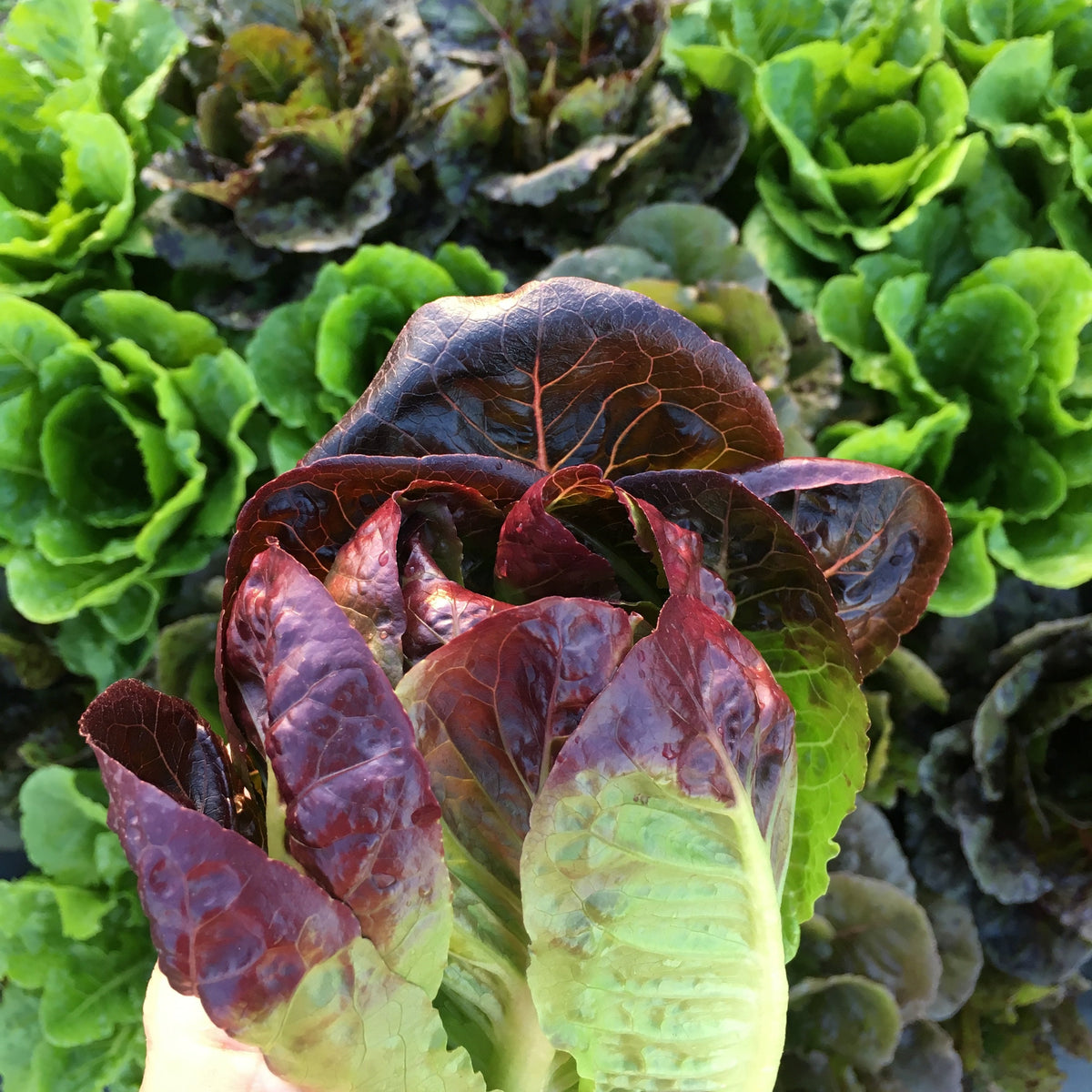 Rosaine Red Gem Romaine