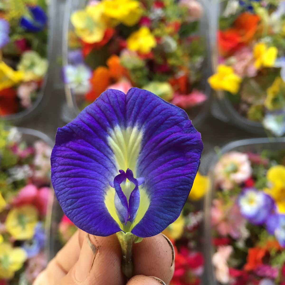 Butterfly Pea Vine Seed Packet