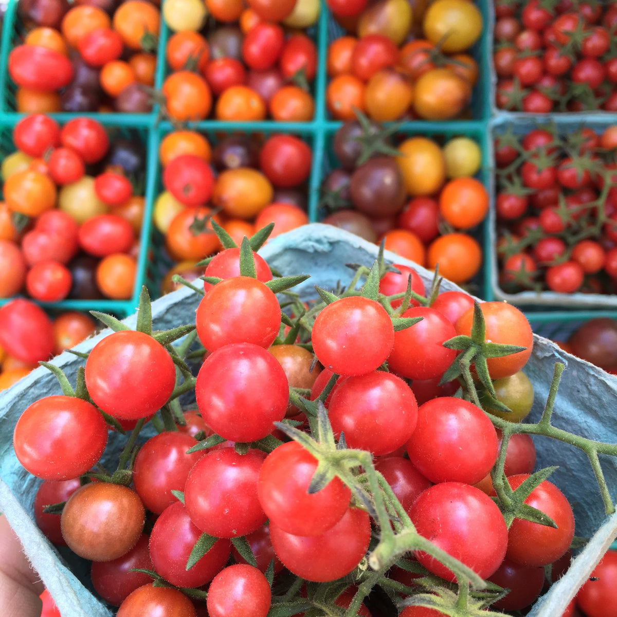 Everglades Cherry Tomatoes