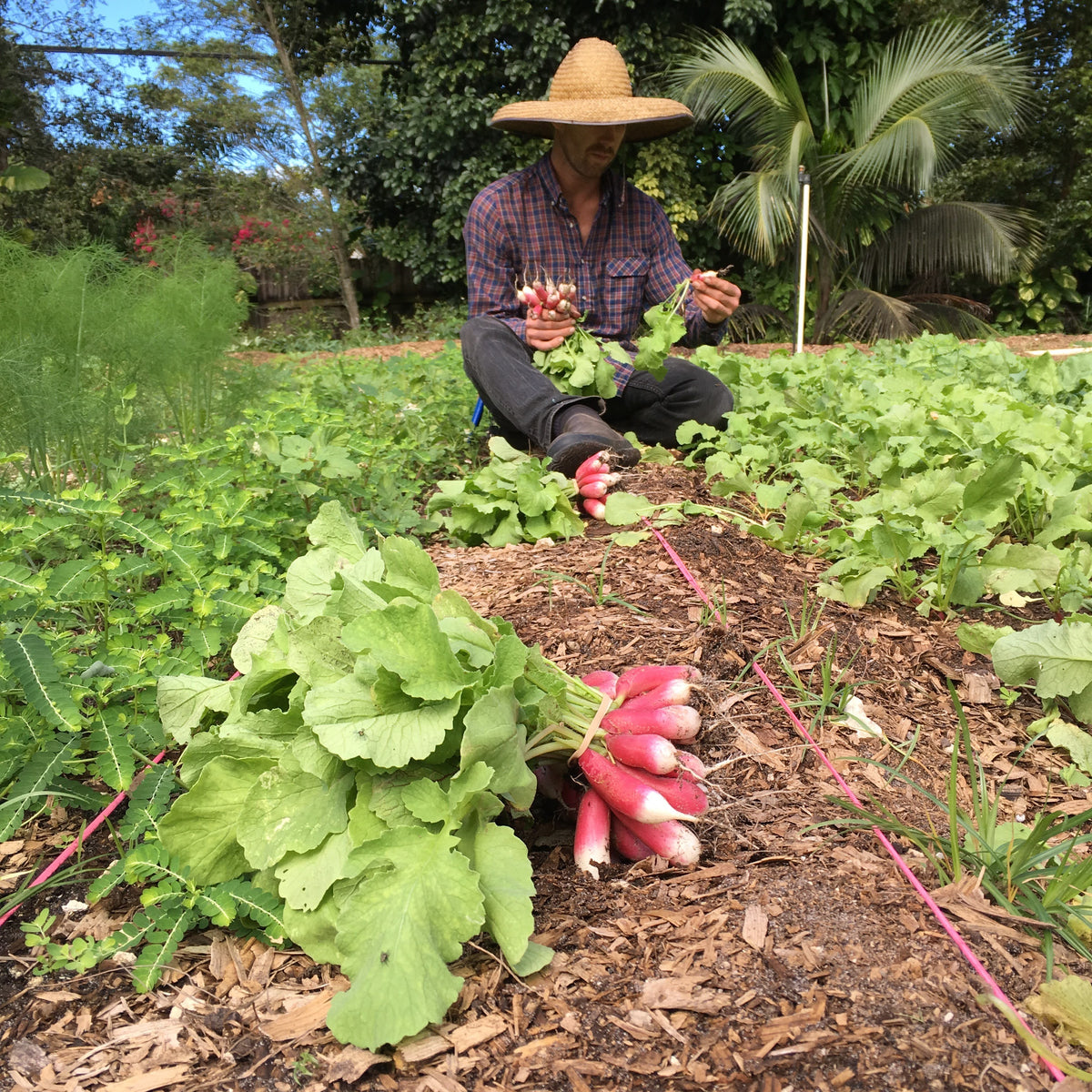 French Breakfast Radish Seed Packet
