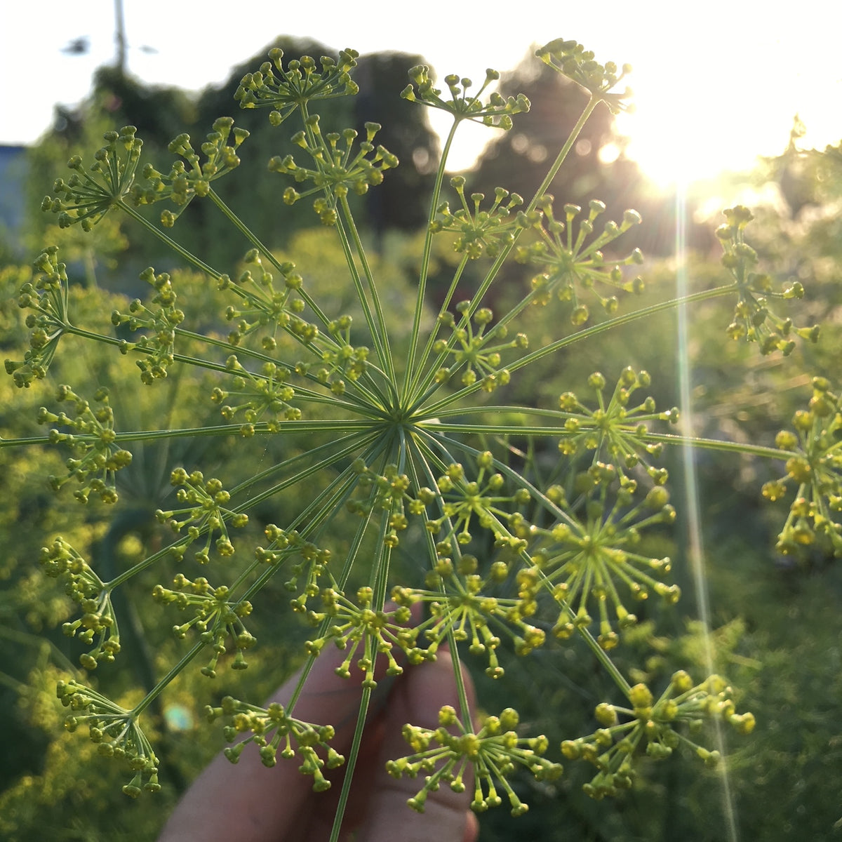 Bouquet Dill Seed packet