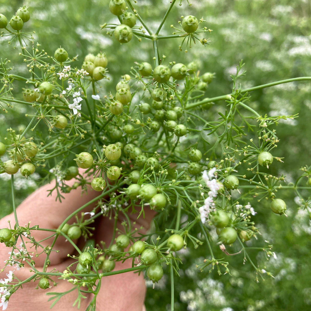 Cilantro Seed Packet
