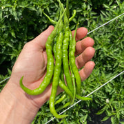 Himo Togarashi Pepper