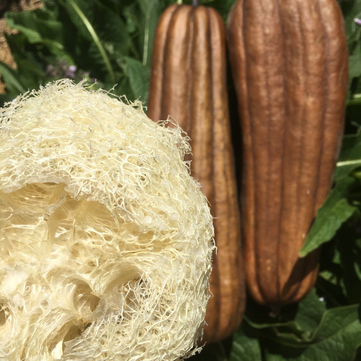Luffah Gourd (luffa aegyptiaca) 30 seeds