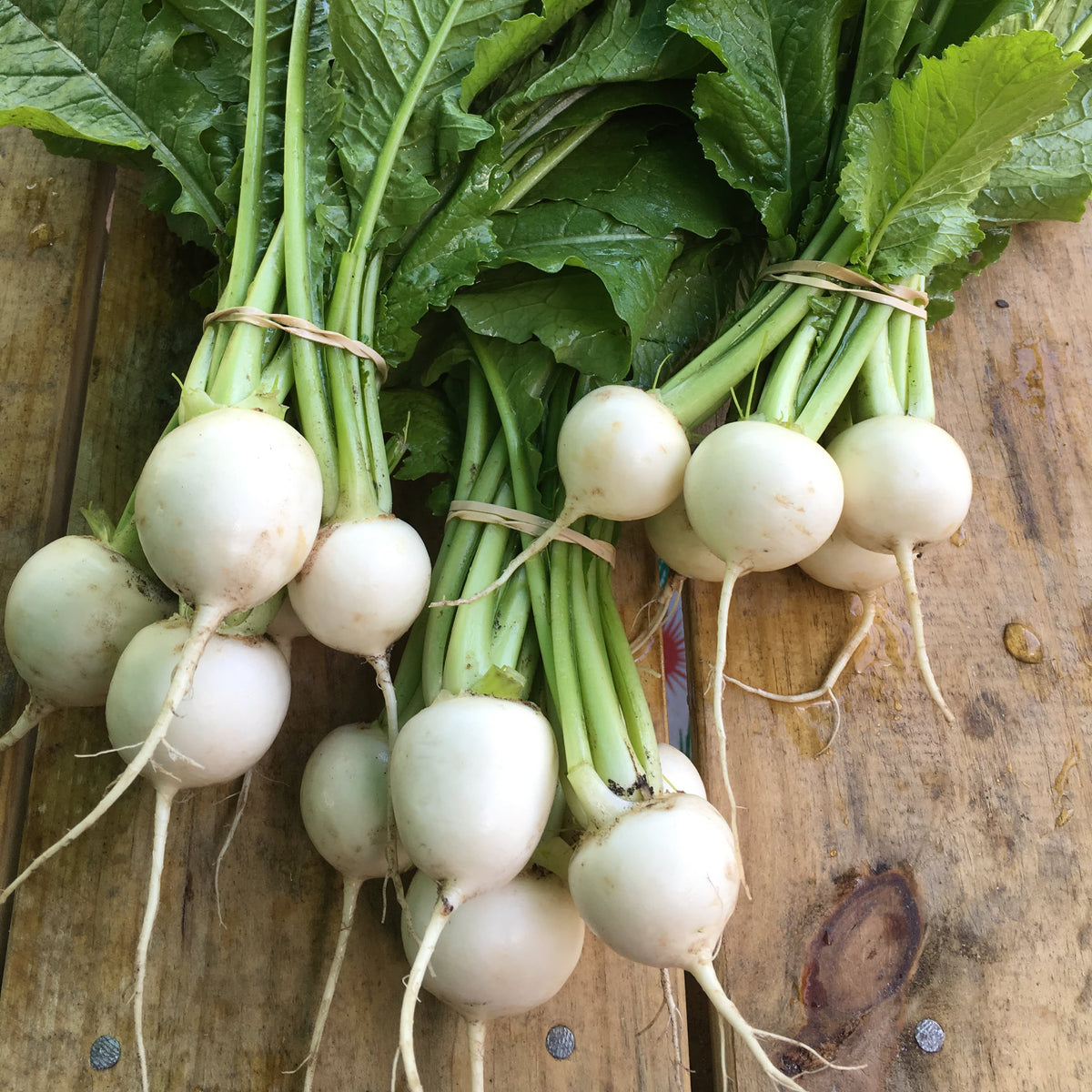 Tokyo Cross Hakurei-style Turnip Seed Packet