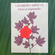 CRANBERRY HIBISCUS (HIBISCUS ACETOSELLA) 10 SEEDS