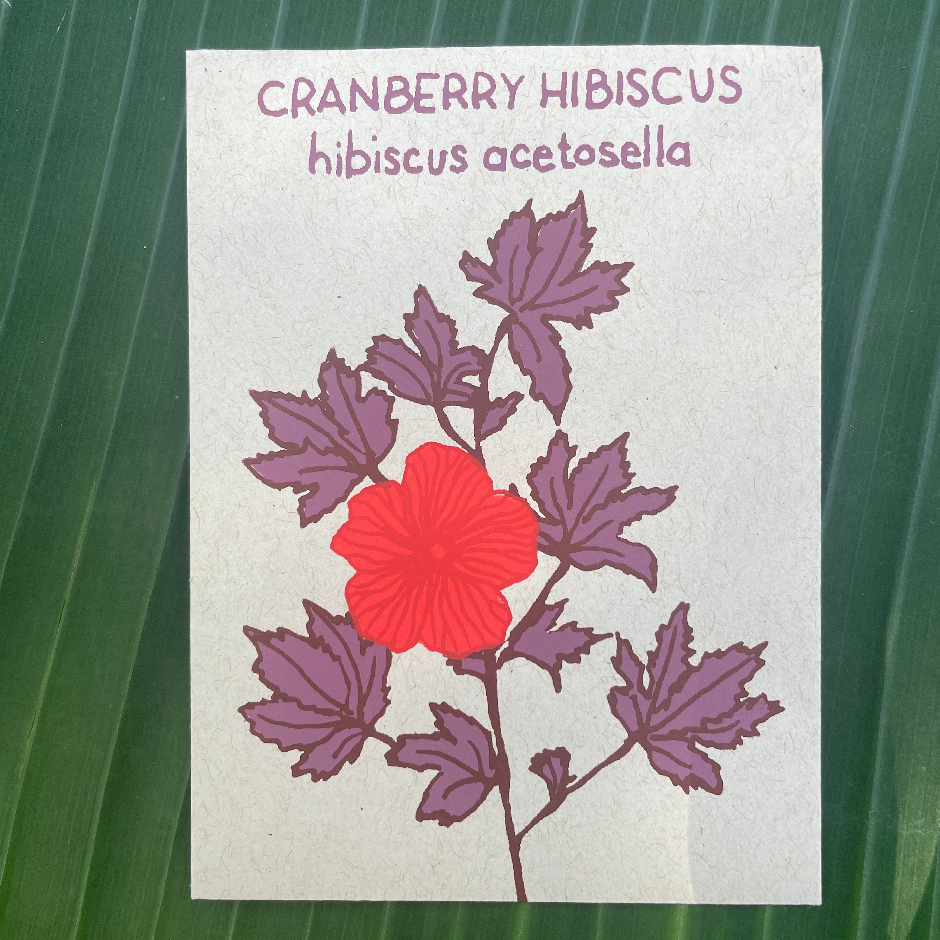 CRANBERRY HIBISCUS (HIBISCUS ACETOSELLA) 10 SEEDS