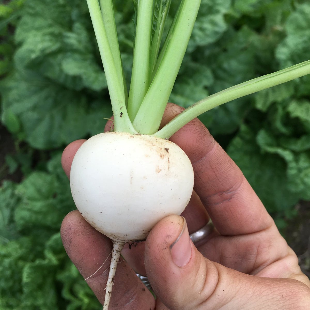Tokyo Cross Hakurei-style Turnip Seed Packet