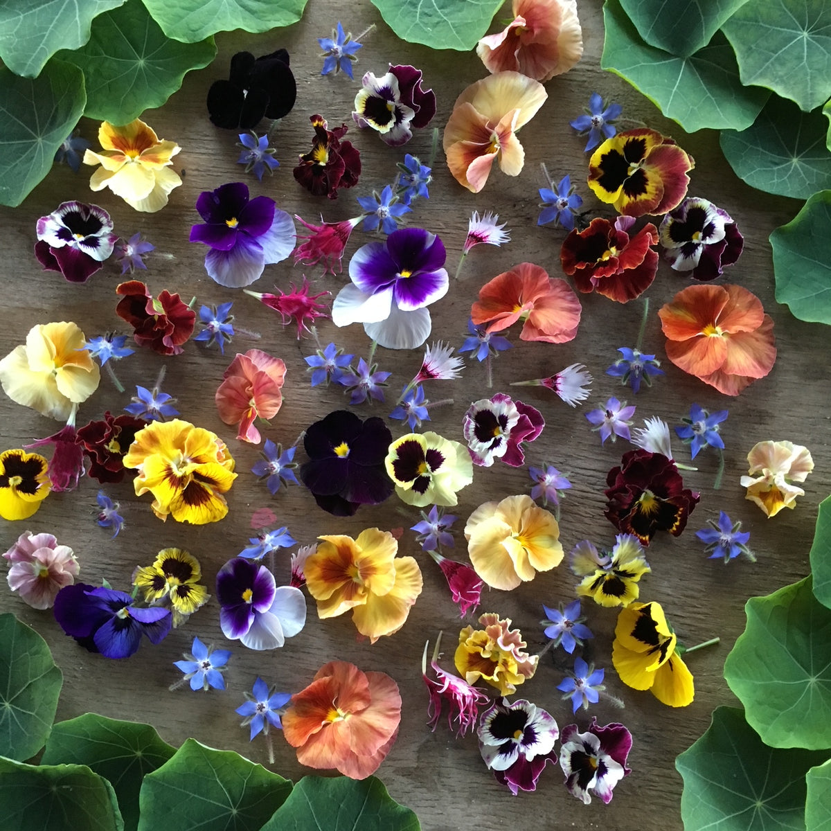 Assorted Violas