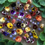 Assorted Violas