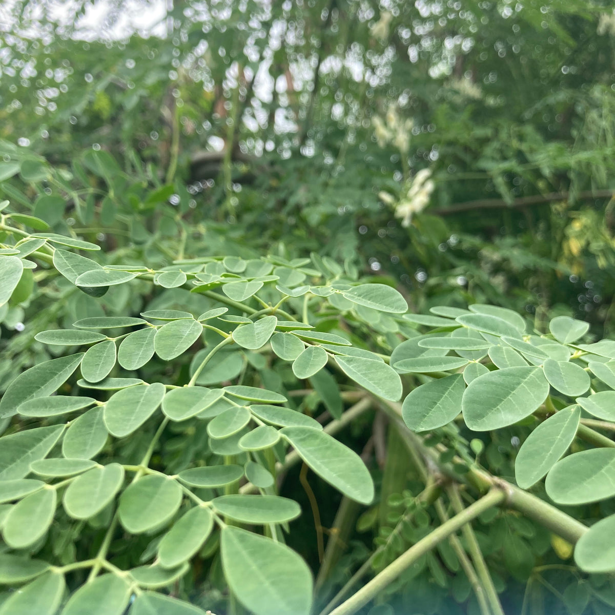 Moringa Tree