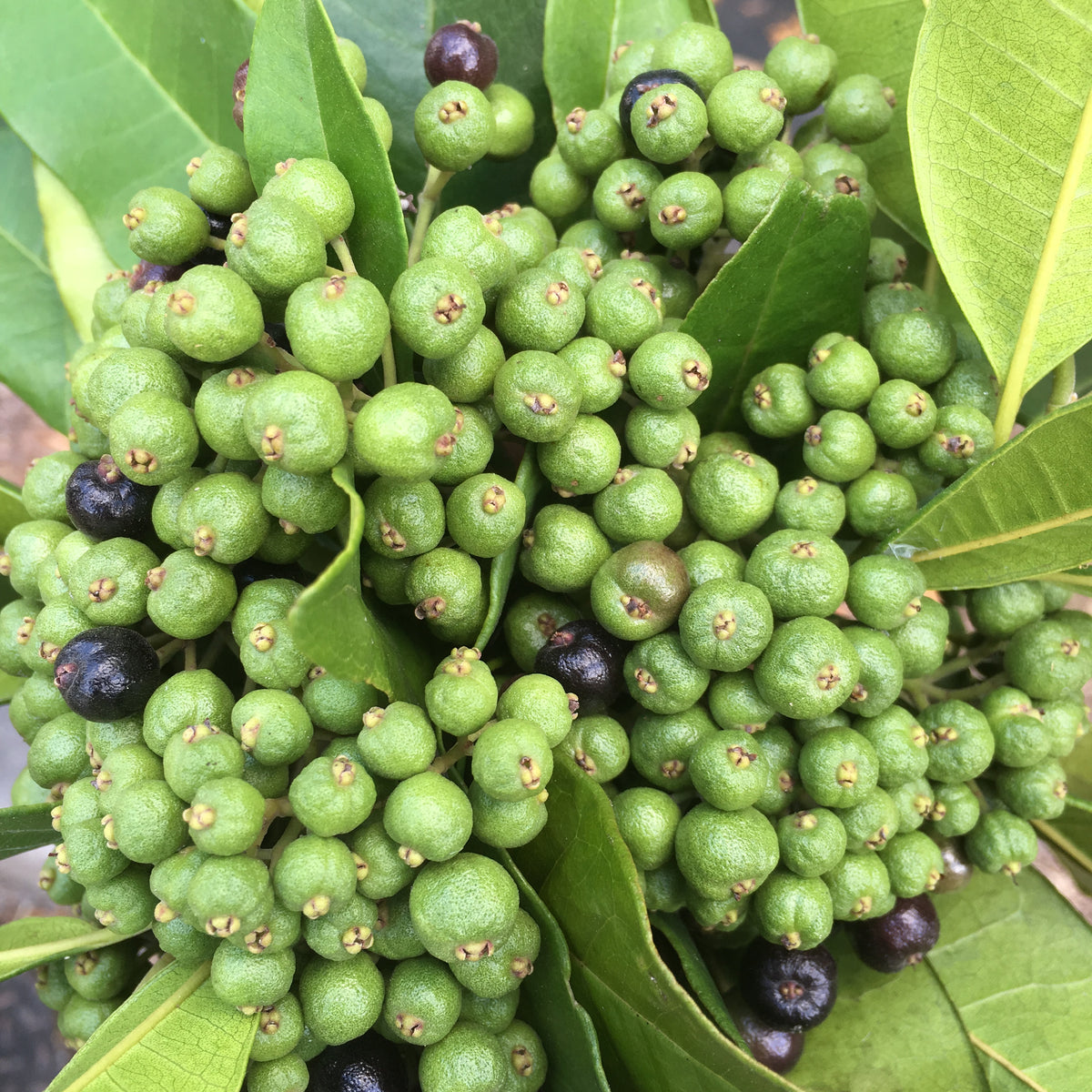 Allspice Tree