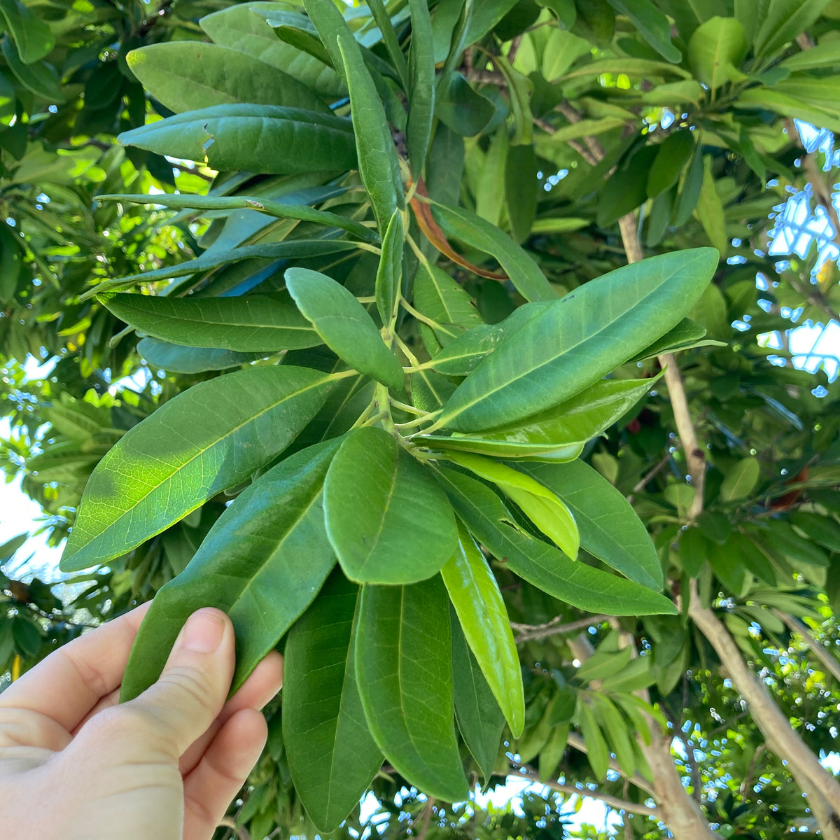 Allspice Tree