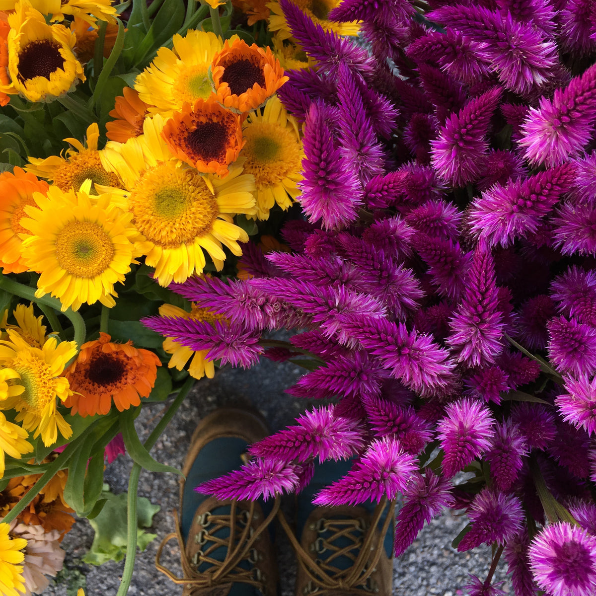 Celosia Amaranth (celosia argentea spicata) 100 seeds