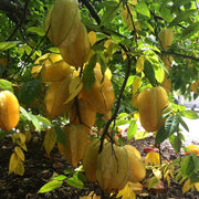 Fwang Tung Starfruit / carambola