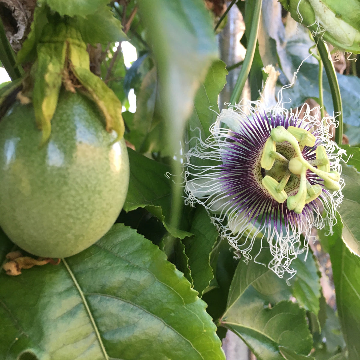 Purple Passionfruit Vine (Passiflora edulis) 20 seeds
