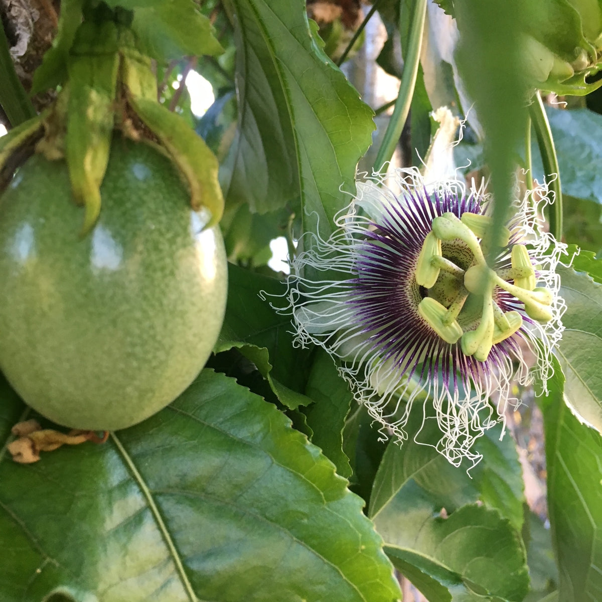 Purple Passionfruit Vine
